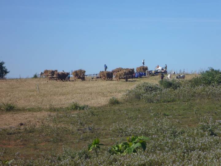 Bullock carts in the fields loaded up with hay to take back to the village